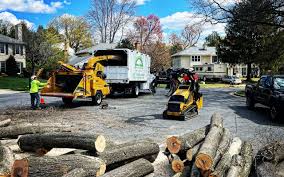 Best Tree Removal  in Barbourville, KY